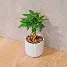 馬拉巴栗 莫蘭迪色系直紋陶盆 室內植物 觀葉植物 禮物 盆栽