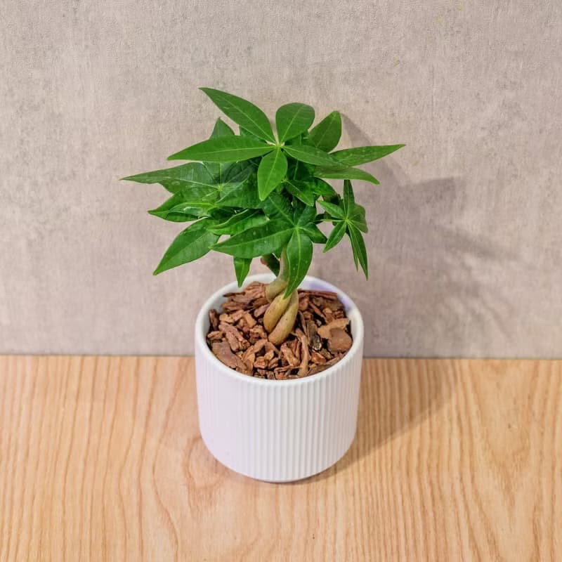 馬拉巴栗 莫蘭迪色系直紋陶盆 室內植物 觀葉植物 禮物 盆栽