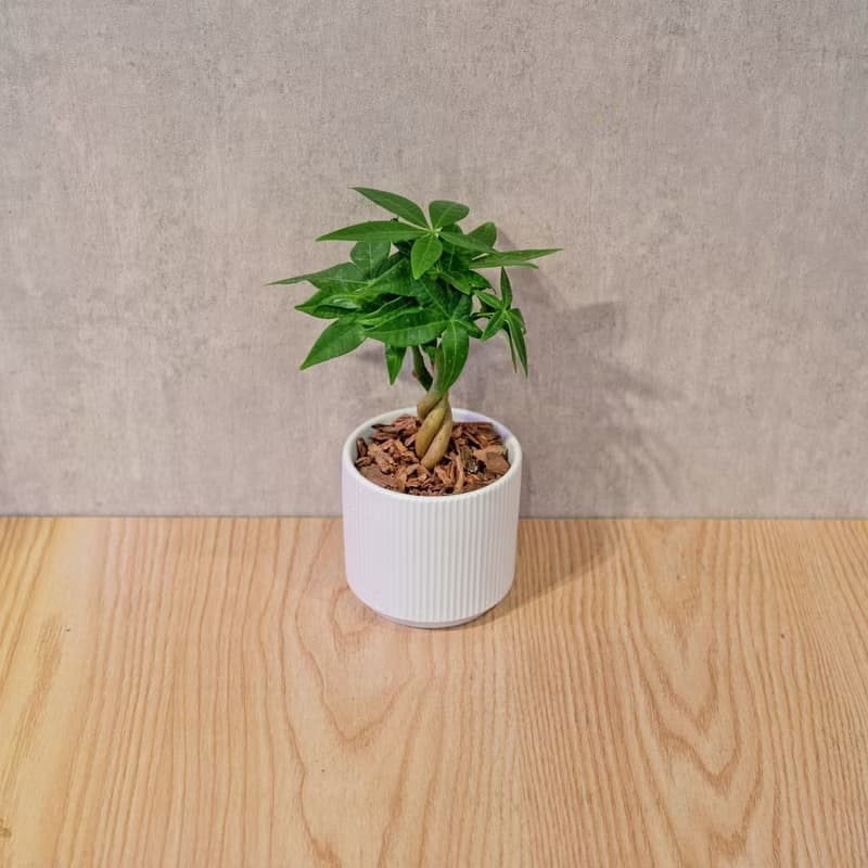 馬拉巴栗 莫蘭迪色系直紋陶盆 室內植物 觀葉植物 禮物 盆栽