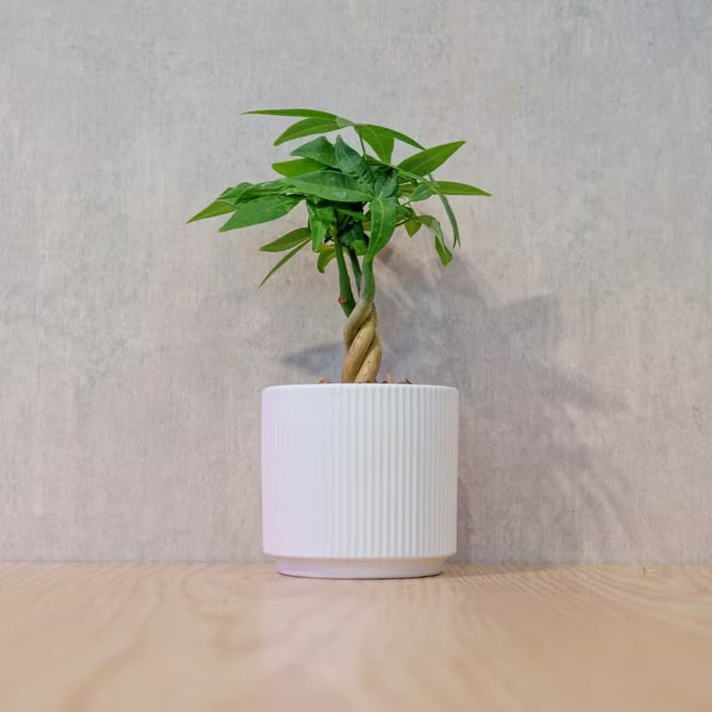 馬拉巴栗 莫蘭迪色系直紋陶盆 室內植物 觀葉植物 禮物 盆栽