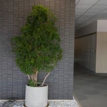 【室內盆栽】福祿桐盆栽(大) 開幕盆栽 盆栽送禮 升遷送禮