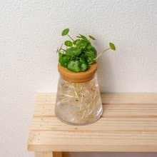 錢幣草 三角水耕盆栽 室內植物 觀葉植物 禮物 水培