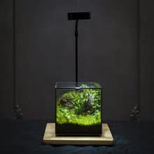 綠次元寶盒微景觀 | 辦公桌擺飾　懶人植栽好照護