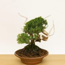 小品盆栽・系魚川真柏・シンパク