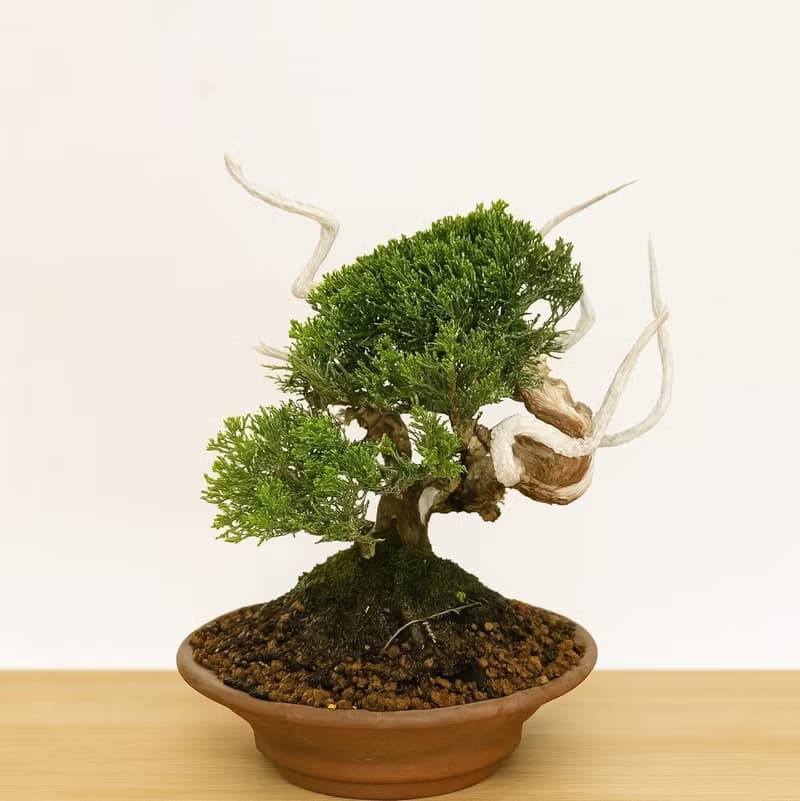 小品盆栽・系魚川真柏・シンパク