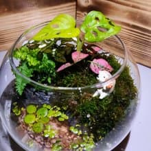 【苔療癒】 水陸景觀生態瓶材料包