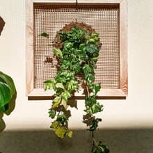 【常春藤畫框】 質感畫框/ 室內植栽/ 室內植物