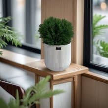 免運【庭園景觀】翠柏盆栽 四季耐旱易養 開幕新居喬遷送禮