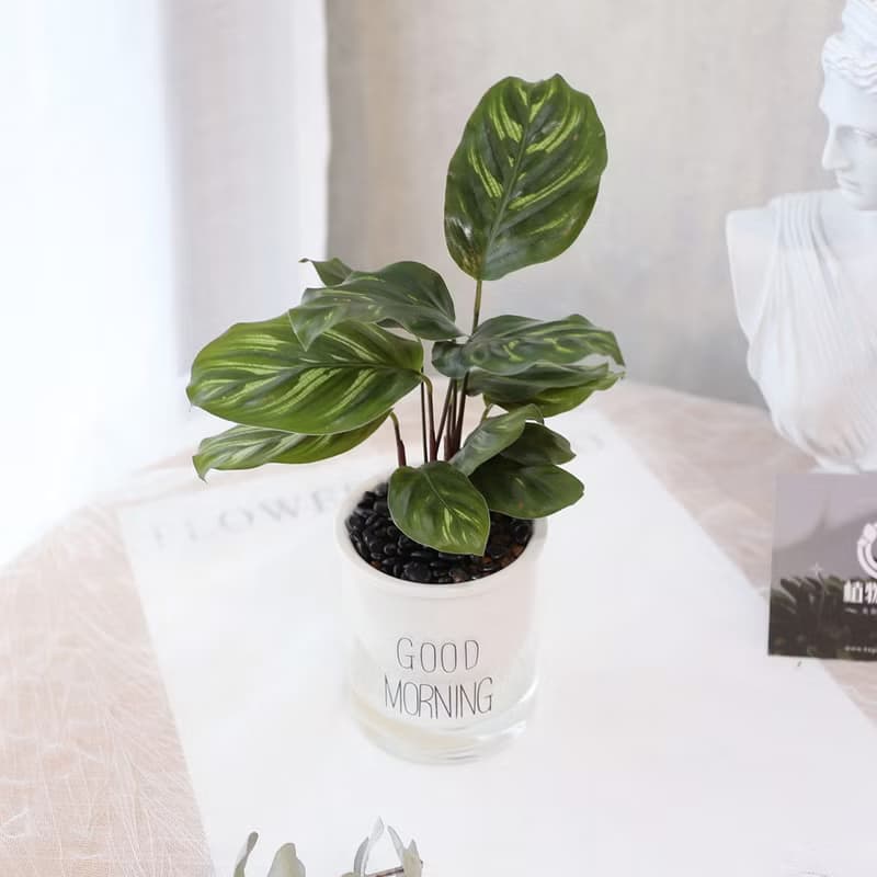 PD171孔雀竹芋吸水盆栽/室內植物/懶人植物/環境綠化/居家佈置