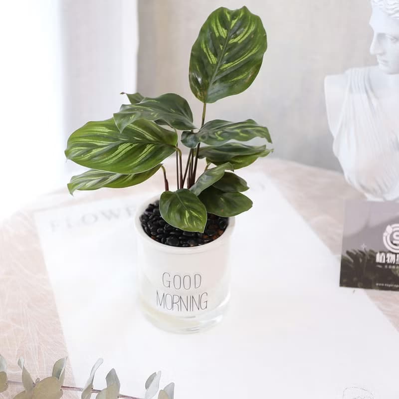 PD171孔雀竹芋吸水盆栽/室內植物/懶人植物/環境綠化/居家佈置