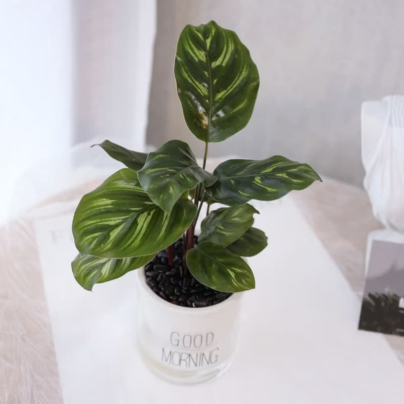 PD171孔雀竹芋吸水盆栽/室內植物/懶人植物/環境綠化/居家佈置