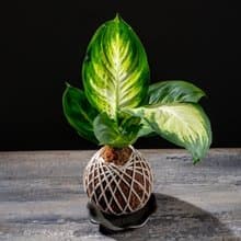 瑪莉安苔球 苔球植物 苔玉 適合室內植物 辦公室植物 交換禮物