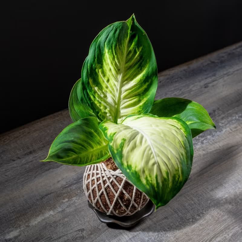 瑪莉安苔球 苔球植物 苔玉 適合室內植物 辦公室植物 交換禮物