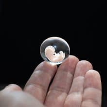 Embryo 7 weeks in Lens, 7 weeks pregnant, Sculpture cast in resin.