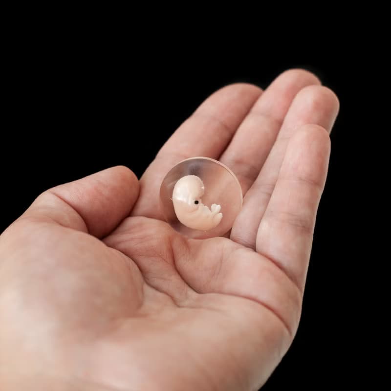 Embryo 7 weeks in Lens, 7 weeks pregnant, Sculpture cast in resin.