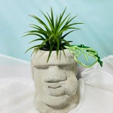 KUSO摩艾水泥盆 空間佈置 交換禮物 畢業禮物