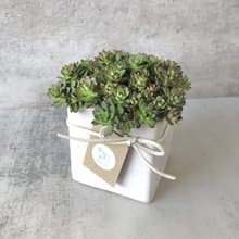 【竒植花物】萬年草室內觀賞植物 綠化盆栽植栽 多肉盆栽