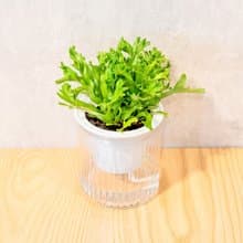 鹿角山蘇 免澆水盆栽 室內植物 觀葉植物  禮物 辦公室小物