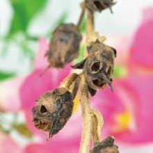 【萬聖節限定】Change into Skull 骷髏花栽培套組 / 金魚草