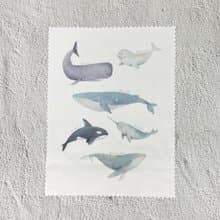 | 微光Ocean | 擦拭布_海洋系列