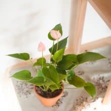 【居家植栽】迷你火鶴盆栽 | 耐陰植栽 | 送禮 | 辦公室盆栽