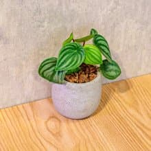 西瓜皮椒草 桌上型水泥盆栽 觀葉植物 禮物 盆栽 交換禮物 植物