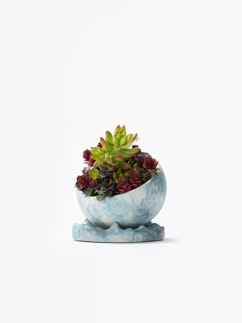 母親節禮物 - 永恆星光 / 盆栽 植物 多肉 台灣設計 有肉