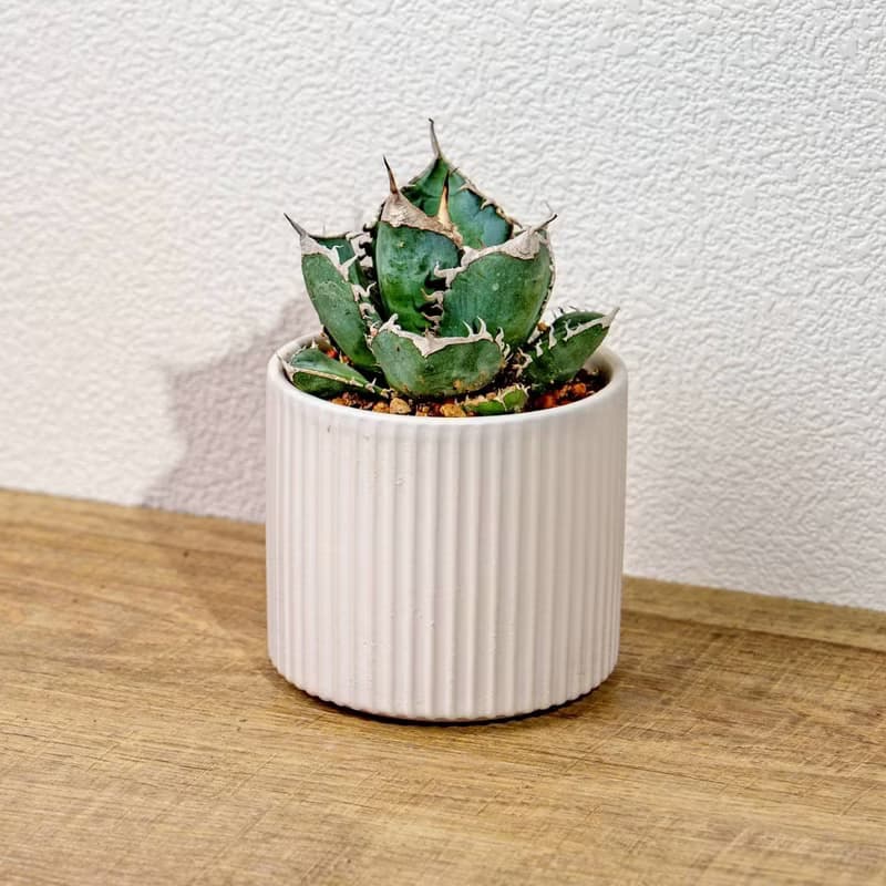 嚴龍立可白 南非白鑽石 龍舌蘭 白陶盆 開幕盆栽推薦 桌上