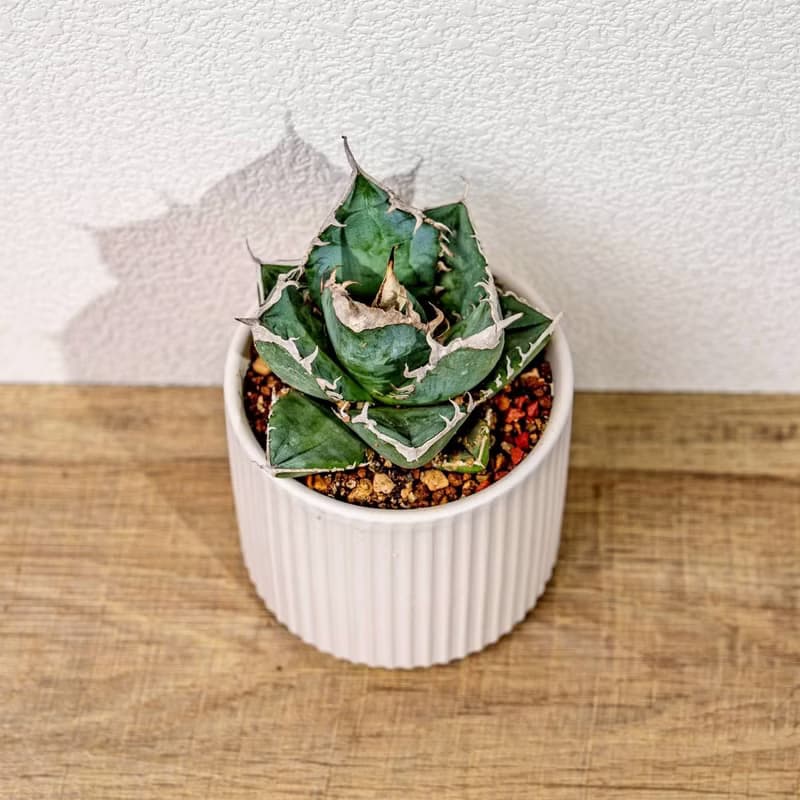 嚴龍立可白 南非白鑽石 龍舌蘭 白陶盆 開幕盆栽推薦 桌上