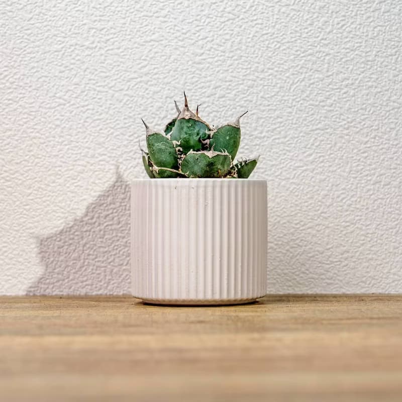 嚴龍立可白 南非白鑽石 龍舌蘭 白陶盆 開幕盆栽推薦 桌上