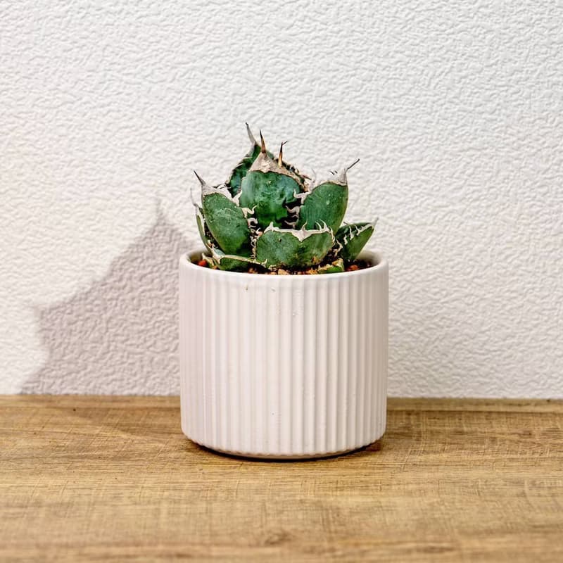 嚴龍立可白 南非白鑽石 龍舌蘭 白陶盆 開幕盆栽推薦 桌上