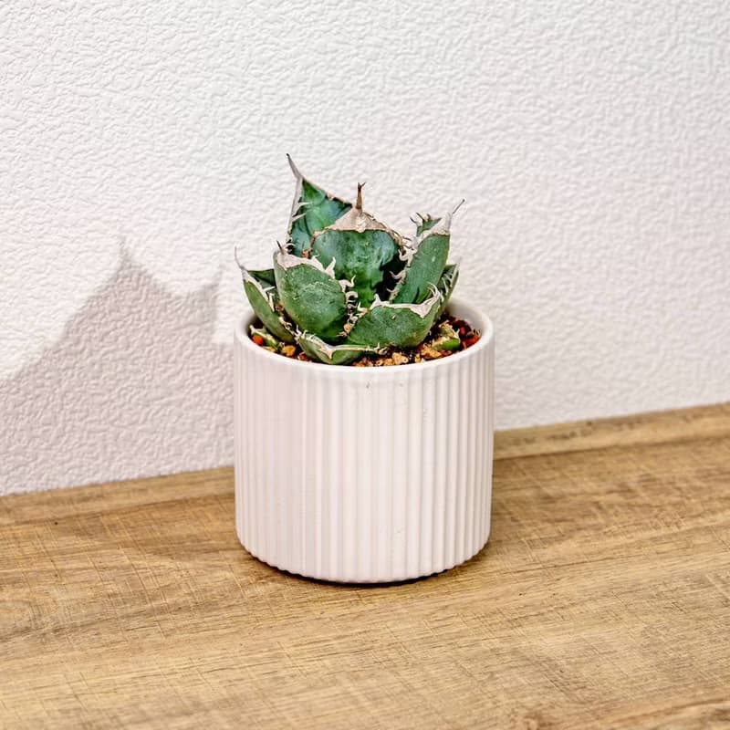 嚴龍立可白 南非白鑽石 龍舌蘭 白陶盆 開幕盆栽推薦 桌上