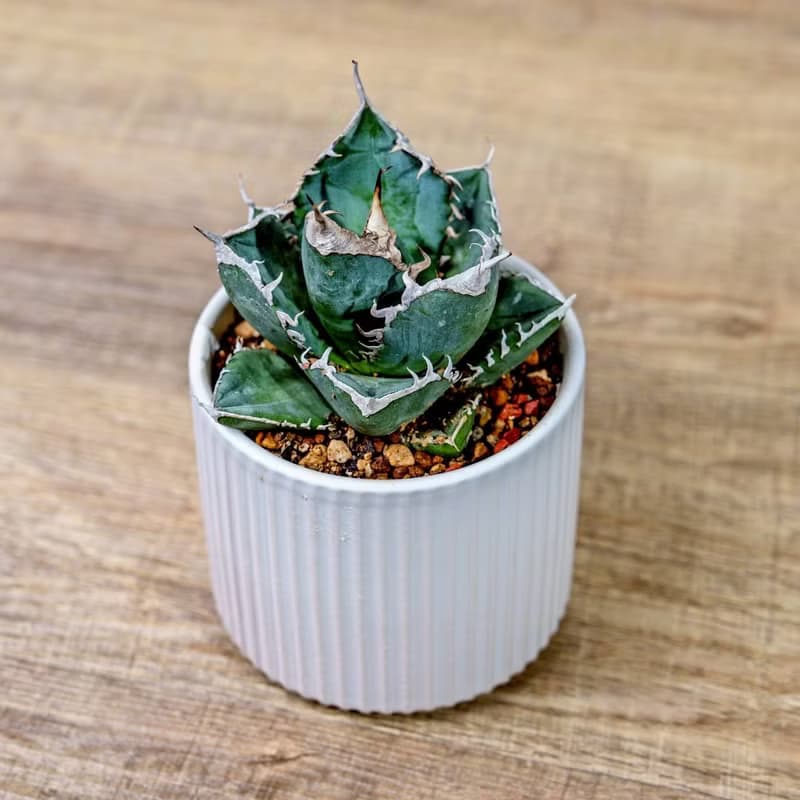 嚴龍立可白 南非白鑽石 龍舌蘭 白陶盆 開幕盆栽推薦 桌上