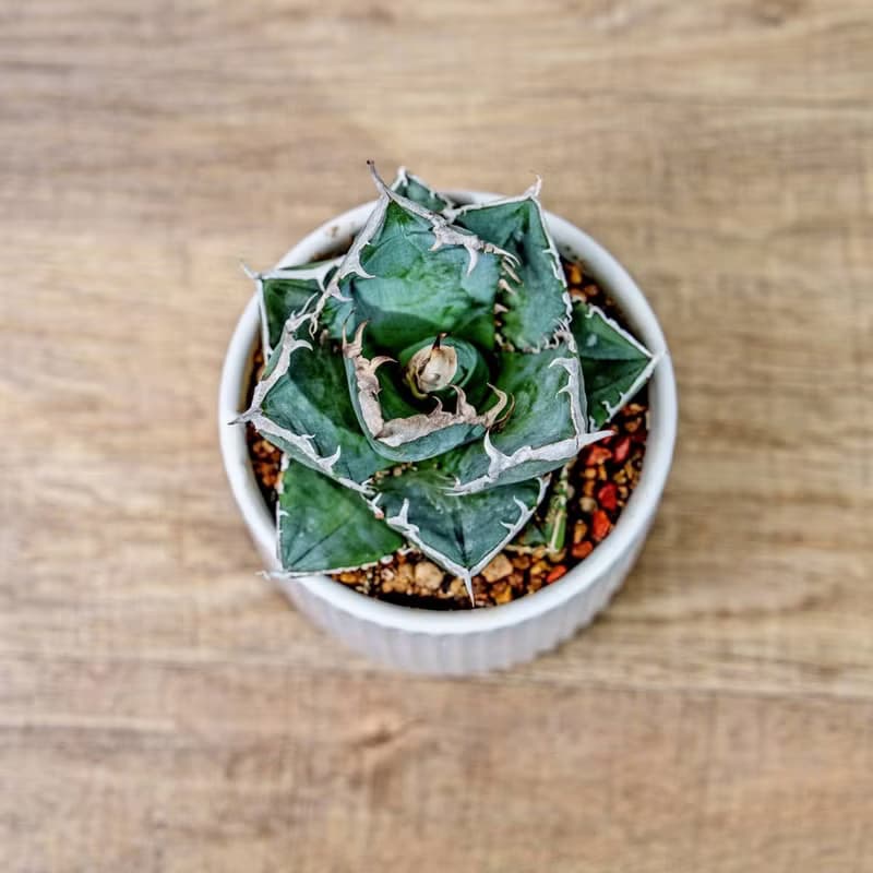 嚴龍立可白 南非白鑽石 龍舌蘭 白陶盆 開幕盆栽推薦 桌上