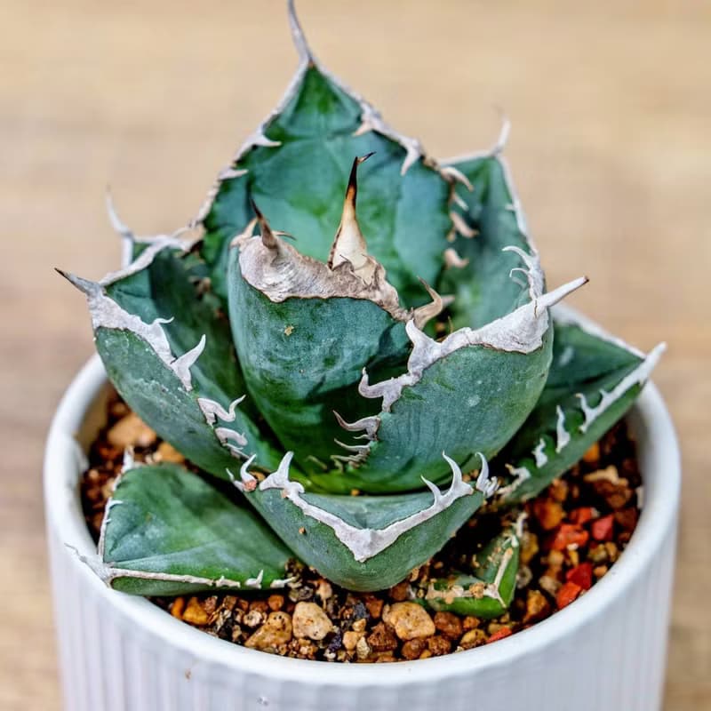 嚴龍立可白 南非白鑽石 龍舌蘭 白陶盆 開幕盆栽推薦 桌上