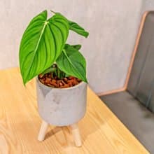 大麥克蔓綠絨 水泥盆栽 落地盆栽 小高木腳水泥盆栽 開幕送禮