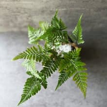 室內植物 兔腳蕨 盆栽 植栽 桌上盆栽 開幕送禮
