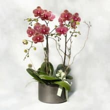 千禧 蝴蝶蘭植栽