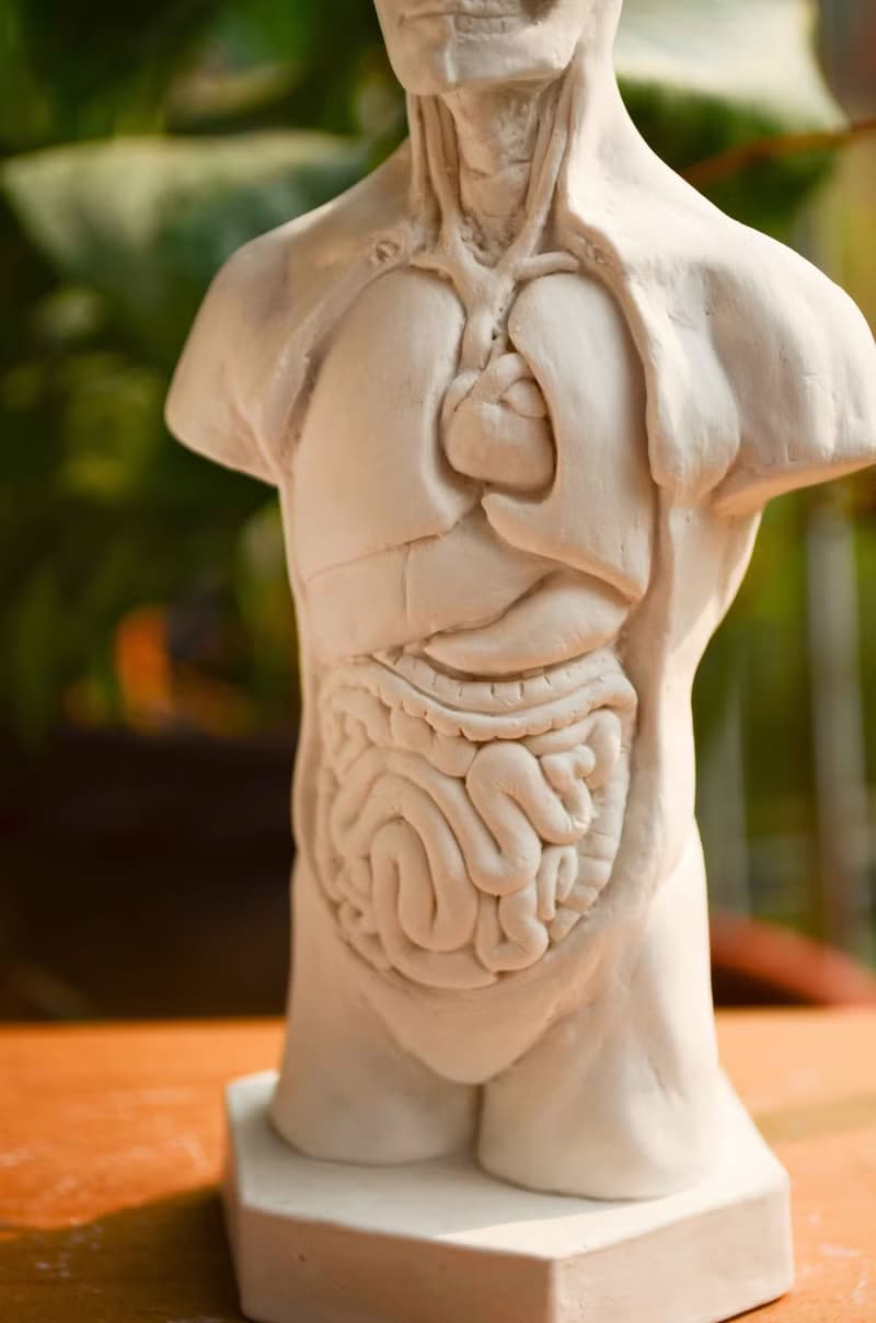 人體解剖擴香石Aroma stone聖誕禮盒組 附贈1ml香氛精油