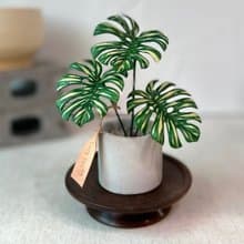 泰斑龜背芋－手工革製小盆栽 送禮