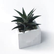 (預購) 白灰漸層系列 | 雄姿城 方形漸層水泥多肉植栽