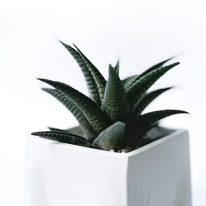 (預購) 白灰漸層系列 | 雄姿城 方形漸層水泥多肉植栽