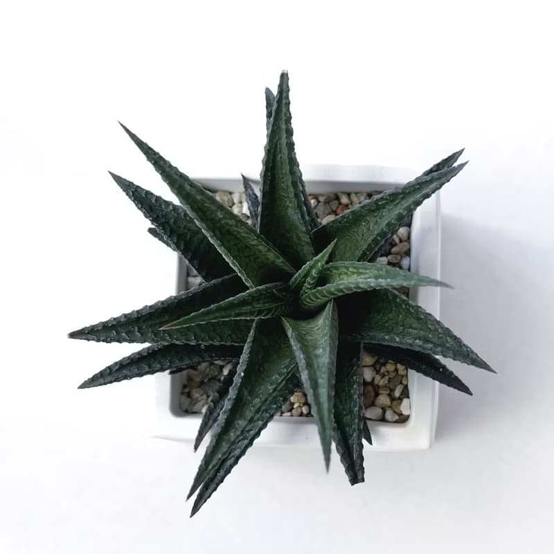 (預購) 白灰漸層系列 | 雄姿城 方形漸層水泥多肉植栽