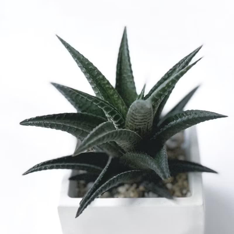 (預購) 白灰漸層系列 | 雄姿城 方形漸層水泥多肉植栽