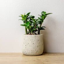 金璽金錢樹 圓點白小水泥盆栽 + 裝飾小公仔1組