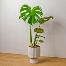 龜背芋白色高腳陶盆 桌上盆栽 室內植物 禮物