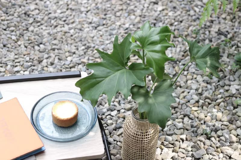 水培植栽│小天使蔓綠絨_室內植物 藤編玻璃花器