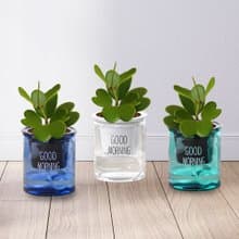 植栽 室內盆栽 愛心 心葉球蘭 懶人盆栽