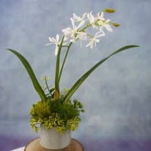 白色小蘭花日式陶盆香氛花禮/入厝禮/開幕/喬遷/送禮/植栽