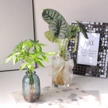 水培植栽│發財樹_室內植物 辦公室盆栽  求財心安樹 店內擺設